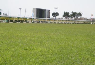 Turf