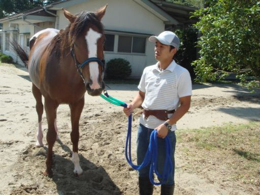 馬の温泉だより : 謎のベルト