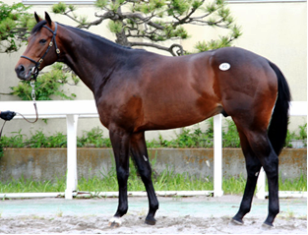 競走馬成績書22冊セット　地方競馬全国協会 地方競馬出馬表内にある競走馬詳細情報の過去成績にクラス表記を追加