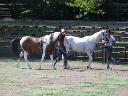 馬事公苑だより : 愛馬の日に向けて＜トリックホース＆ロング ...