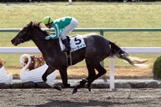 JRA育成馬日誌 : 育成馬24頭の装蹄が完了しました！（宮崎）