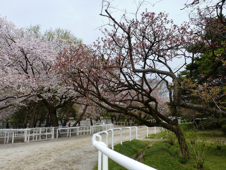 馬事公苑だより : 四季のいろどり37＜桜開花情報＆ミクルマガエシ他＞