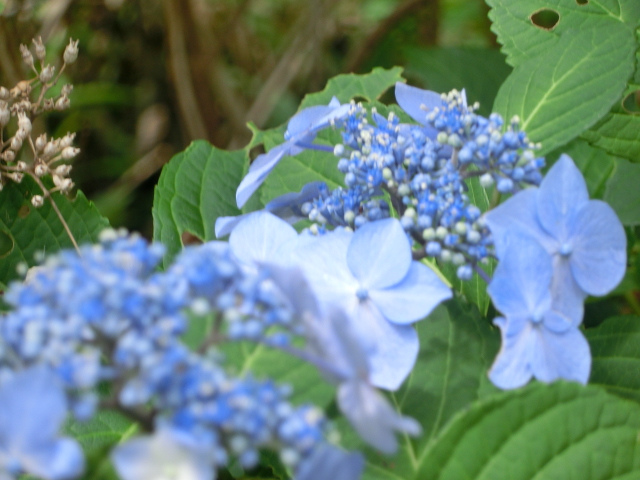 馬事公苑だより : 四季のいろどり15 ～苑内の紫陽花の情報～