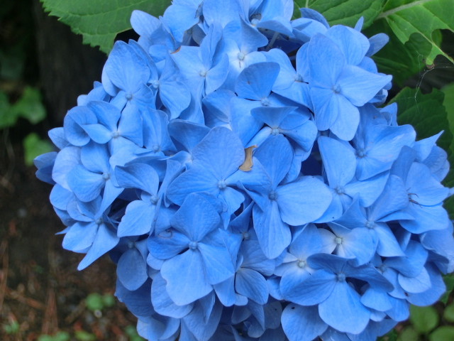 馬事公苑だより : 四季のいろどり15 ～苑内の紫陽花の情報～