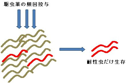 馬の資料室（日高育成牧場） : 耐性寄生虫について –ターゲット・ワーミングの紹介-