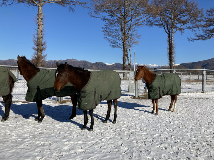 JRA育成馬日誌 : 育成馬ブログ（2021年 生産③）