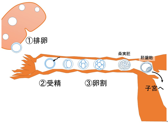 馬の資料室（日高育成牧場） : 妊娠のメカニズム（前半）