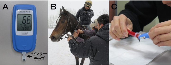 馬の資料室（日高育成牧場） : 乳酸を利用した育成トレーニングの評価 ②