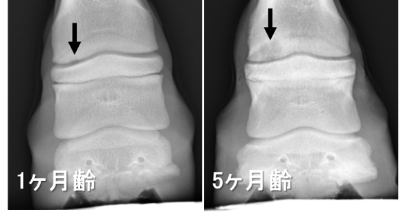 馬の資料室（日高育成牧場） : 若馬における骨軟骨症の発生