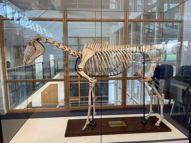 研究所だより : 名馬の骨格標本