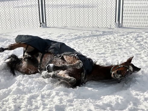 牧場の雪様☆確認ページ 牧場の雪様☆確認ページ