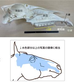 研究所だより : 競走馬総合研究所のマクロ（肉眼）標本