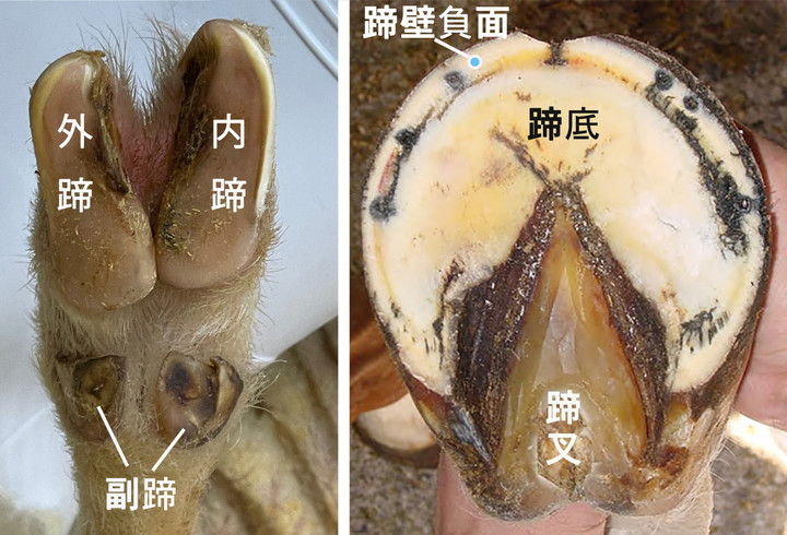研究所だより : 二つ足のヒツジと一つ足のウマ