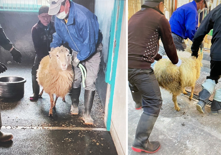 研究所だより : 羊さんのお引越し