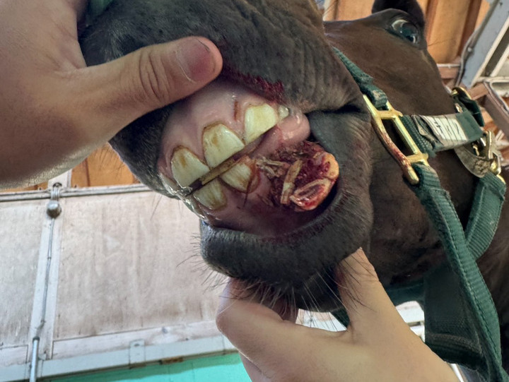 【漂着物】馬の骨 下顎 馬歯付き 漂着物】馬の骨 下顎 馬歯付き