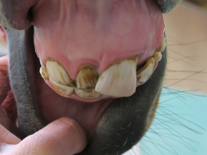 馬の資料室（日高育成牧場） : 歯折について