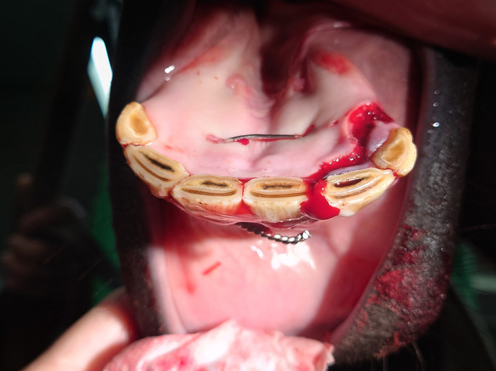 馬の資料室（日高育成牧場） : 歯折について