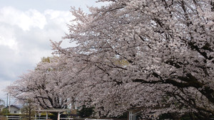 Sakura