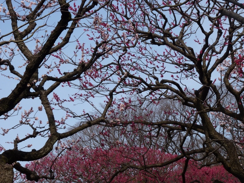 Photo_11