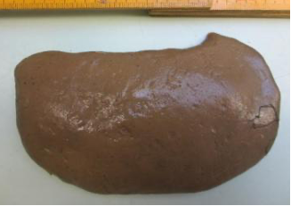 馬の資料室 日高育成牧場 馬の正常な胎盤付属物 胎餅と卵黄嚢遺残について