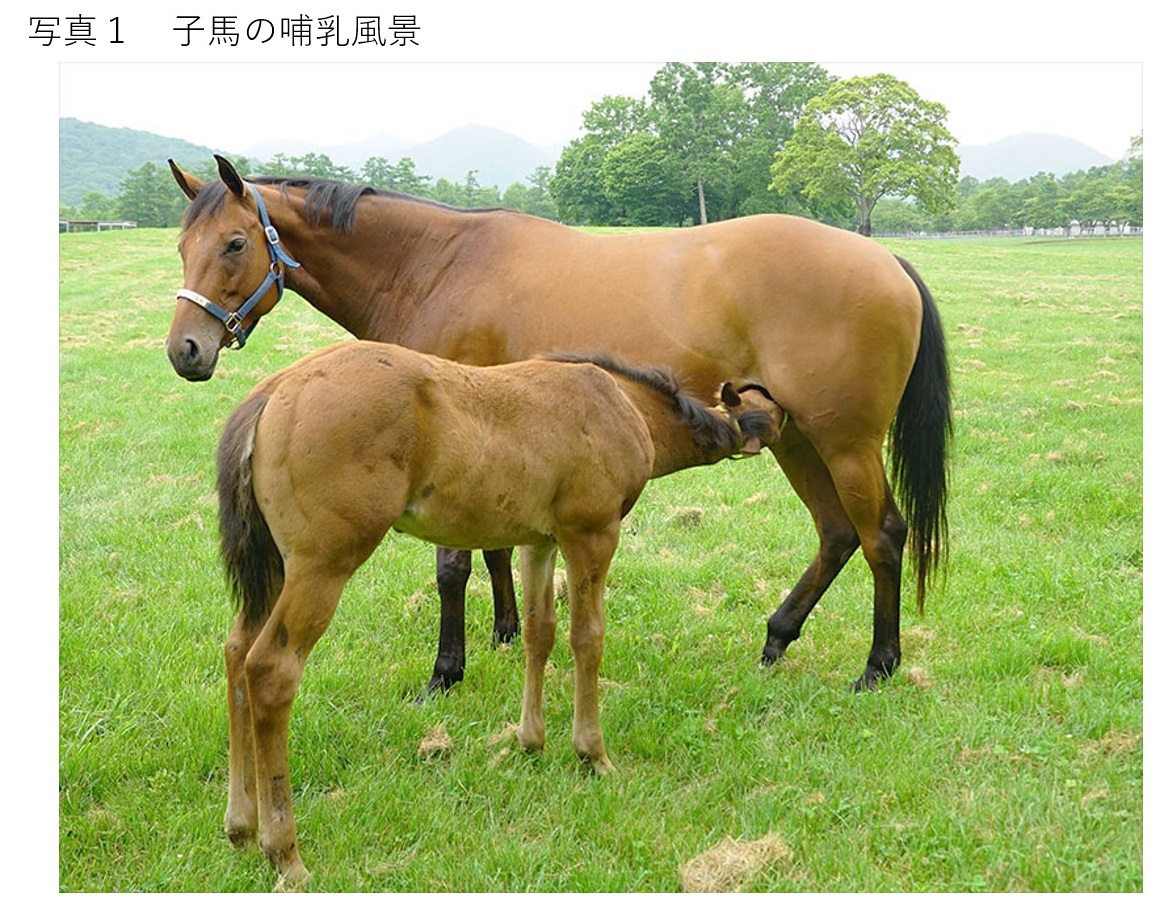 馬の資料室 日高育成牧場 母乳中の栄養成分について